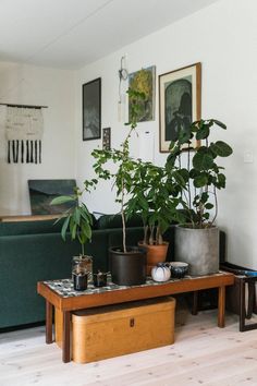 a living room filled with lots of plants on top of a wooden table next to a green couch