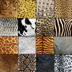 different animal skin patterns are shown in this image