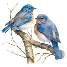 two blue birds sitting on top of a tree branch