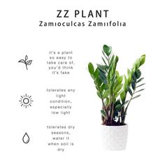 a potted plant with the words zz plant in spanish on it's side