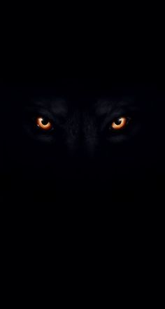 the eyes of an animal are glowing orange in the dark, with only one eye visible