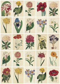 an assortment of flowers are shown in this image, with many different colors and sizes