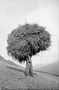 an old photo of a man carrying hay on his head in the middle of a field