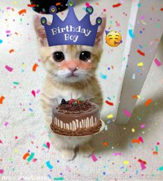 кот стоит, его фотографию с верху Cat Wishing Happy Birthday, Cat Happy Birthday Wishes, Birthday Cat Meme, Cats Icons, Happy Birthday Cute, Birthday Kitty, Gf Memes, Cute Cat Stickers, Funny Wishes