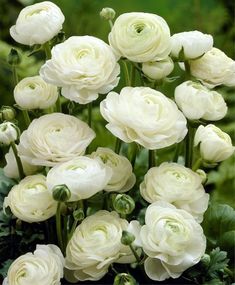 a bunch of white flowers that are in the grass