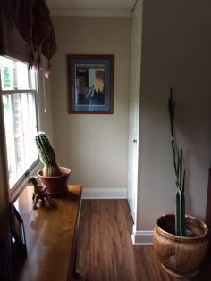 a cactus in a pot on the floor next to a window with an open door