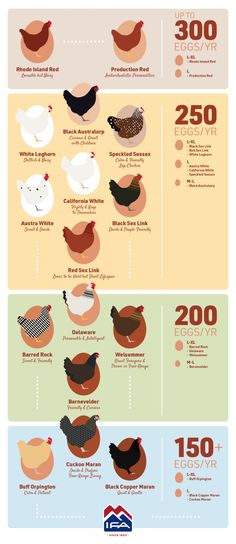 an info sheet shows the different types of birds in each country, and how they are used