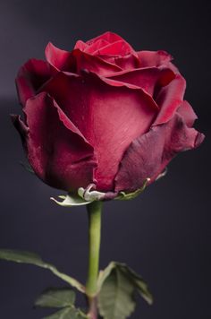 a single red rose on a black background