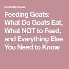 the words feeding goats what do goats eat, what not to feed and everything else you need