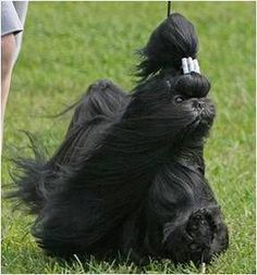 a small black dog sitting on top of a lush green field