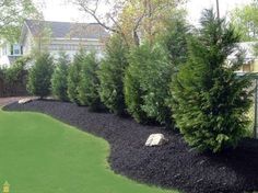 a garden with black mulch and evergreen trees