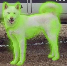 a large white dog standing in front of a van with neon green paint on it's face