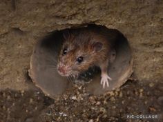 a rodent looking out from its burr hole