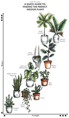 an illustrated guide to houseplants and their indoor plants, with instructions for each plant