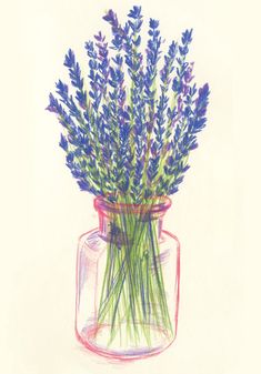 a drawing of lavender flowers in a glass jar