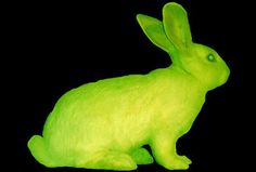 a neon green stuffed rabbit sitting in the dark