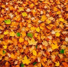 many different colored leaves on the ground