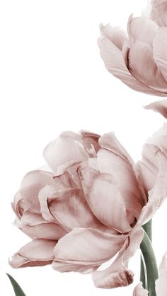 two pink tulips are shown against a white background