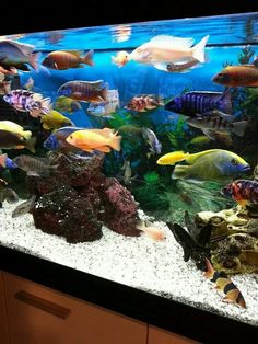 an aquarium filled with lots of different types of fish