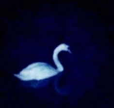 a blurry photo of a white swan in the dark