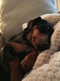 a black and brown dog laying on top of a white blanket