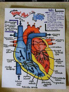 a diagram of the human heart on a piece of paper with words written below it