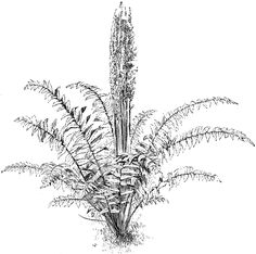 an ink drawing of a tall plant with leaves on it's stems, in black and white