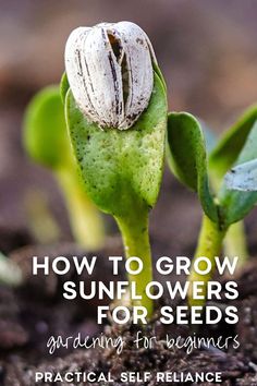 a seedling plant with the title how to grow sunflowers for beginners practical self reliance