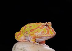 Pac Man, Amphibians, Google Search, Animals, Argentina