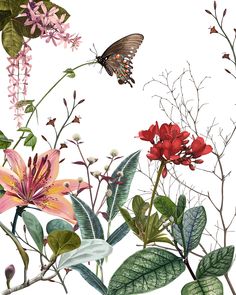 a painting of flowers and butterflies on a white background