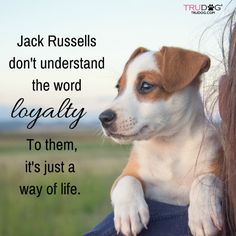 a woman holding a dog with the caption jack russell don't understand the word loyably to them, it's just a way of life