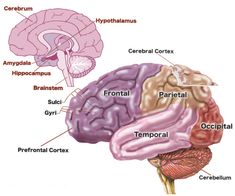 gyri | Figure 1: The Human Brain; Source: Adapted from www.educarer.org, 2006 Difficult Children, Cerebral Cortex, Brain Art, The Human Brain, Elementary School Counseling, Behaviour Management, Parenting Plan