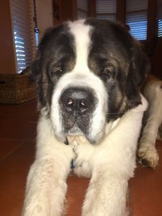 a large black and white dog laying on the floor