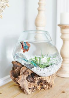 a fish bowl filled with water and plants sitting on top of a wooden table next to a lamp