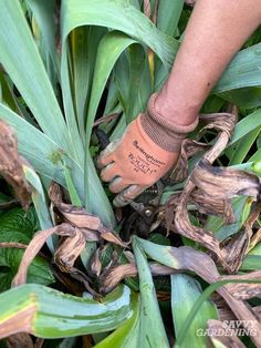 a person is picking up leaves from a plant with a garden glove on their hand