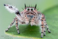 a close up of a jumping spider on a green leaf with its eyes wide open