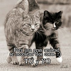 two cats walking next to each other on the ground with caption that reads, para una gran amistada se necessan dos cosas tu yo