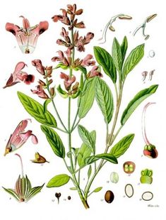 an illustration of various flowers and leaves on a white background, including one pink flower