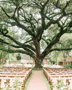 an outdoor ceremony setup under a large tree