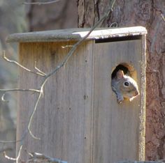 a squirrel is poking its head out of a birdhouse