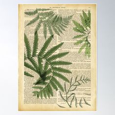 a fern leaf on an old book page poster