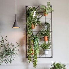 several potted plants are hanging on a metal rack in front of a white wall