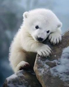 a small white polar bear sitting on top of a rock next to snow covered ground