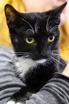 a black and white cat sitting on someone's lap looking at the camera with yellow eyes