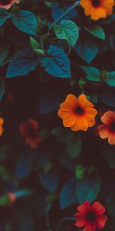 orange and yellow flowers with green leaves in the foreground, against a black background