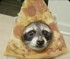 a raccoon wearing a slice of pizza on its head with the caption it's pizza time