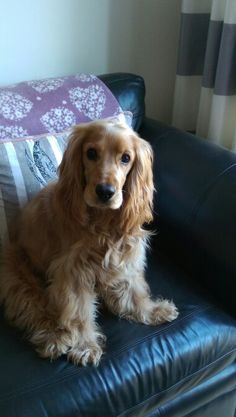 a brown dog sitting on top of a black couch