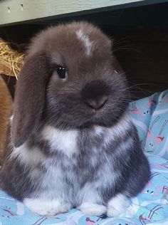 two rabbits sitting next to each other on a bed covered in blue and pink blankets