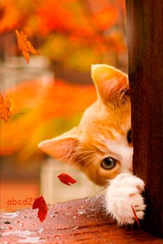 an orange and white cat peeking out from behind a wooden fence with fall leaves on it