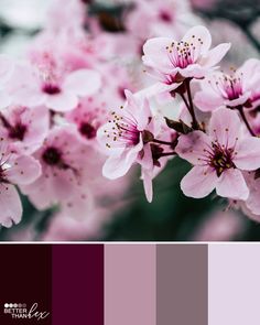 some pink flowers are blooming on a branch in front of a purple and red color palette